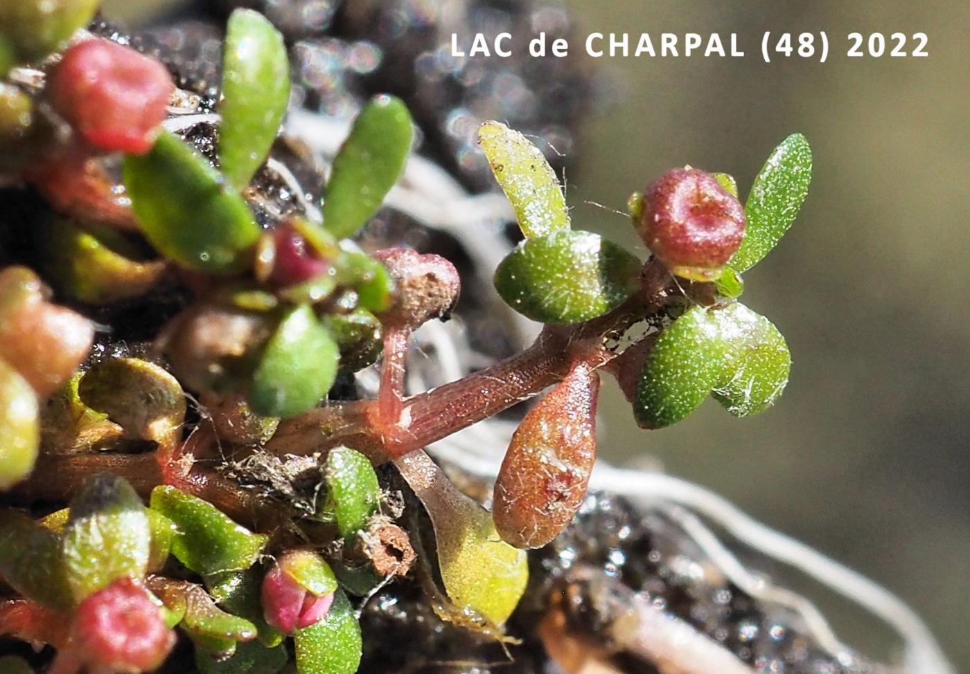 Waterwort, six-stamened leaf